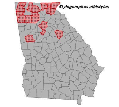 Stylogomphus albistylus
(Eastern Least Clubtail)